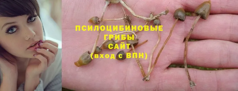 Псилоцибиновые грибы Psilocybe  Агрыз 